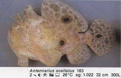 Antennarius ocellatus